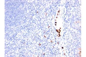 Formalin-fixed, paraffin-embedded human Tonsil stained with MYADM Mouse Monoclonal Antibody (MYADM/971). (MYADM anticorps)