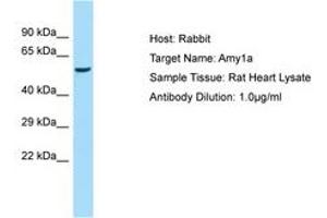 Image no. 1 for anti-Amylase, alpha 1A (Salivary) (AMY1A) (AA 301-350) antibody (ABIN6749930) (AMY1A anticorps  (AA 301-350))