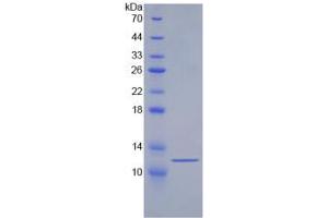 SDS-PAGE analysis of Human HSPA8 Protein. (Hsc70 Protéine)