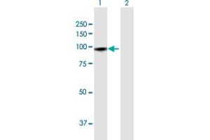 Western Blot analysis of GTSE1 expression in transfected 293T cell line by GTSE1 MaxPab polyclonal antibody. (GTSE1 anticorps  (AA 1-720))