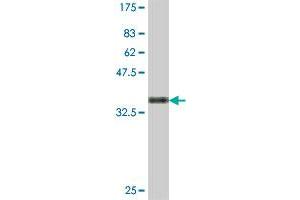 Western Blot detection against Immunogen (35.