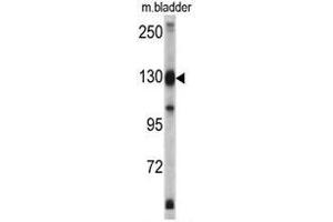 Western blot analysis of XPO1 antibody (C-term) in mouse bladder tissue lysates (35ug/lane). (XPO1 anticorps  (C-Term))