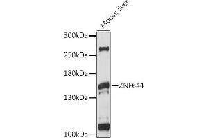 Western blot analysis of extracts of mouse liver, using ZNF644 antibody (ABIN7271515) at 1:1000 dilution.
