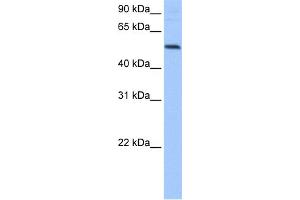 WB Suggested Anti-GRSF1 Antibody Titration:  0. (GRSF1 anticorps  (Middle Region))