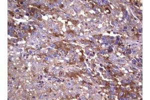 Image no. 6 for anti-Wingless-Type MMTV Integration Site Family, Member 3 (WNT3) (AA 128-355) antibody (ABIN1490901)