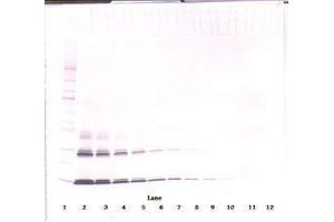 Image no. 2 for anti-Interleukin 3 (IL-3) antibody (ABIN465873) (IL-3 anticorps)