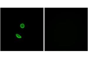 Immunofluorescence analysis of A549 cells, using OR8H2 Antibody. (OR8H2 anticorps  (AA 87-136))