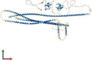 AlphaFold protein structure predicition of Human Recombinant CLIP2 Protein, UniprotID Q9UDT6
