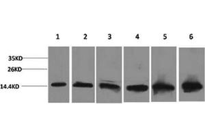 Western Blotting (WB) image for anti-Cytochrome C, Somatic (CYCS) antibody (ABIN5958321) (Cytochrome C anticorps)
