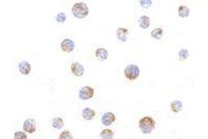 Immunocytochemistry of TIM-4 in Jurkat cells with TIM-4 antibody at 10 μg/ml.