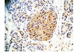 Human pancreas tissue was stained by Rabbit Anti-Augurin Prepro (133-148) (Human) Antiserum