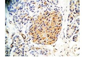 Human pancreas tissue was stained by Rabbit Anti-Augurin Prepro (133-148) (Human) Antiserum (C2orf40 anticorps  (Preproprotein))