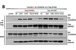 Interaction of KEAP1 and RHOBTB2 with HSP90 isoforms.