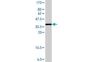 Western Blot detection against Immunogen (36.