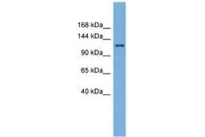 Image no. 1 for anti-SEC23 Interacting Protein (SEC23IP) (AA 35-84) antibody (ABIN6745609) (SEC23IP anticorps  (AA 35-84))