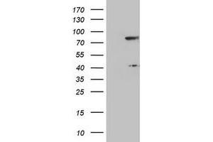 Image no. 1 for anti-Transducin-Like Enhancer of Split 1 (E(sp1) Homolog, Drosophila) (TLE1) (AA 180-460) antibody (ABIN1491052)
