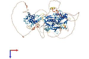 AlphaFold protein structure predicition of Human Recombinant PLEKHM2 Protein, UniprotID Q8IWE5