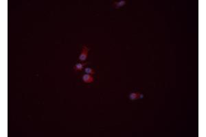 ABIN6276383 staining HEPG2 cells by ICC/IF.
