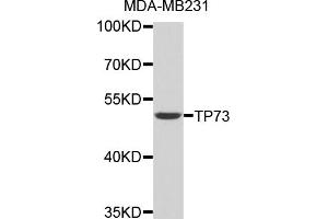 Western blot analysis of extracts of MDA-MB231 cells, using TP73 antibody (ABIN3046814). (Tumor Protein p73 anticorps)