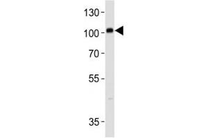PROX1 antibody western blot analysis in SH-SY5Y lysate.