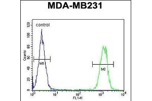 KIR2DL2 Antibody (C-Term) (ABIN651949 and ABIN2840471) flow cytometric analysis of MDA-M cells (right histogram) compared to a negative control (left histogram). (KIR2DL2 anticorps  (C-Term))