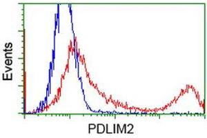 HEK293T cells transfected with either RC210022 overexpress plasmid (Red) or empty vector control plasmid (Blue) were immunostained by anti-PDLIM2 antibody (ABIN2454465), and then analyzed by flow cytometry. (PDLIM2 anticorps)