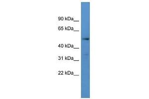 Western Blot showing CYP24A1 antibody used at a concentration of 1-2 ug/ml to detect its target protein. (CYP24A1 anticorps  (C-Term))