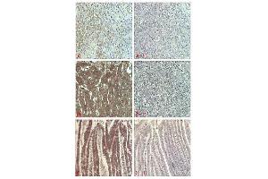 Immunohistochemical staining of human tissue using anti-FGF-21 (human), pAb  at 1:5000 dilution.