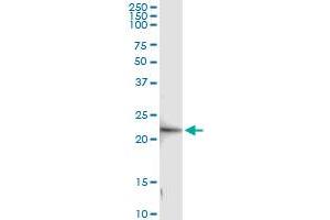 anti-GINS Complex Subunit 1 (Psf1 Homolog) (GINS1) (AA 1-196) antibody
