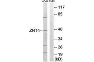 Western blot analysis of extracts from A549 cells, using SLC30A4 Antibody.