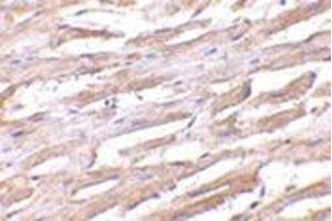 Immunohistochemistry of Unc93b in human heart with this product at 2. (UNC93B1 anticorps  (N-Term))