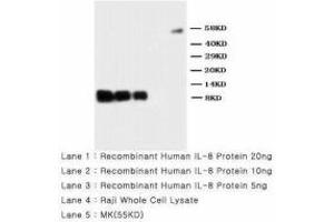 Image no. 2 for anti-Interleukin 8 (IL8) (AA 77-95) antibody (ABIN1493488)