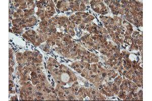 Image no. 2 for anti-Kallikrein 8 (KLK8) antibody (ABIN1498969)