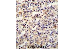 IGF2BP2 antibody(C-term) immunohistochemistry analysis in formalin fixed and paraffin embedded human spleen tissue followed by peroxidase conjugation of the secondary antibody and DAB staining. (IGF2BP2 anticorps  (C-Term))