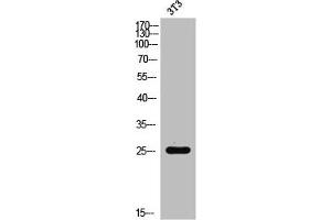 Western Blot analysis of 3T3 cells using Rac1/2/3/CDC42 Polyclonal Antibody (RAC1 anticorps  (Ser71))