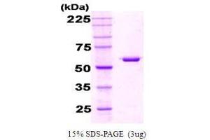 Figure annotation denotes ug of protein loaded and % gel used. (Chaperonin GroEL (GroEL) Protéine)
