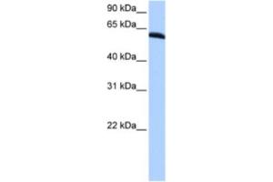 Western Blotting (WB) image for anti-Thyroid Hormone Receptor Interactor 6 (TRIP6) antibody (ABIN2463435) (TRIP6 anticorps)
