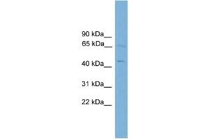 WB Suggested Anti-FOXD4  Antibody Titration: 0.