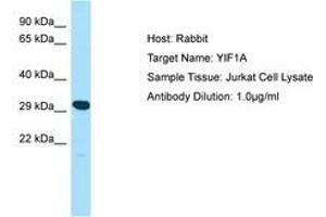 YIF1A 抗体  (AA 25-74)