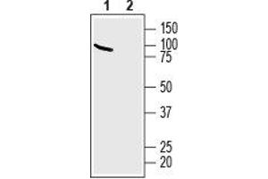 Western blot analysis of human SH-SY5Y neuroblastoma cell line lysate: - 1.