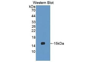 Western Blotting (WB) image for anti-Lymphocyte Antigen 96 (LY96) (AA 19-130) antibody (ABIN3202886) (LY96 anticorps  (AA 19-130))
