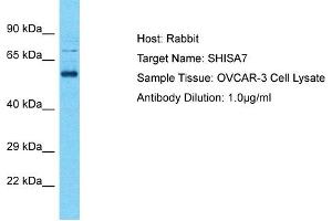 Host: Rabbit Target Name: SHISA7 Sample Tissue: Human OVCAR-3 Whole Cell Antibody Dilution: 1ug/ml (SHISA7 anticorps  (Middle Region))