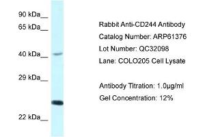 Western Blotting (WB) image for anti-Natural Killer Cell Receptor 2B4 (CD244) (C-Term) antibody (ABIN2788782) (2B4 anticorps  (C-Term))