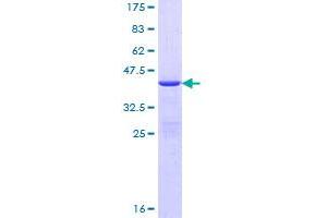 Image no. 1 for Dynein, Light Chain, LC8-Type 1 (DYNLL1) (AA 1-89) protein (GST tag) (ABIN1352189)