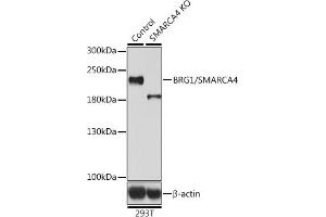 Western blot analysis of extracts from normal (control) and BRG1/BRG1/SM knockout (KO) 293T cells, using BRG1/BRG1/SM antibody (ABIN6133730, ABIN6148100, ABIN6148101 and ABIN7101348) at 1:500 dilution. (SMARCA4 anticorps  (AA 30-130))