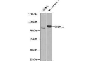Western blot analysis of extracts of various cell lines, using DNM1L antibody. (Dynamin 1-Like anticorps)