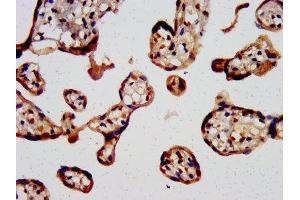 IHC image of ABIN7147055 diluted at 1:400 and staining in paraffin-embedded human placenta tissue performed on a Leica BondTM system.