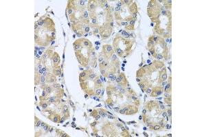 Immunohistochemistry of paraffin-embedded human stomach using BAG5 antibody. (BAG5 anticorps  (AA 198-447))
