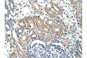 anti-BSD Domain Containing 1 (BSDC1) (AA 84-133) antibody
