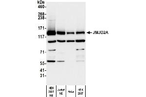 Western Blotting (WB) image for anti-Lysine (K)-Specific Demethylase 4A (KDM4A) (C-Term) antibody (ABIN7450380) (KDM4A anticorps  (C-Term))